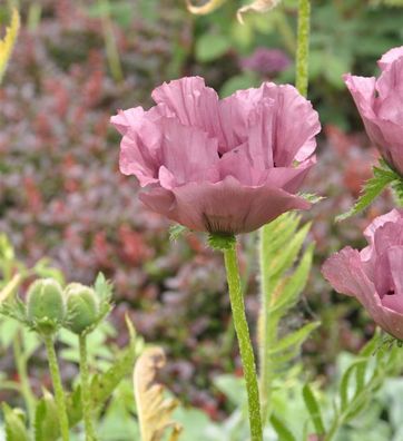 Türkischer Mohn Patty's Plum - Papaver orientale