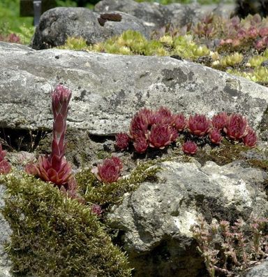 Dachwurz Rubin - Sempervivum cultorum