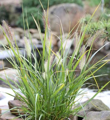 Lampenputzergras Red Head - Pennisetum alopecuroides