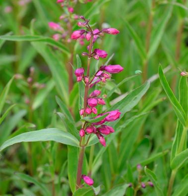Bartfaden Midnight - Penstemon cultorum