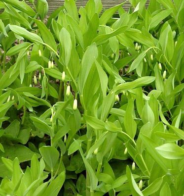 Duftender Salomonssiegel - Polygonatum odoratum