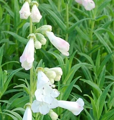 Bartfaden White Bedder - Penstemon Hybrid