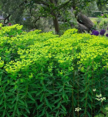 Hohe Wolfsmilch - Euphorbia cornigera