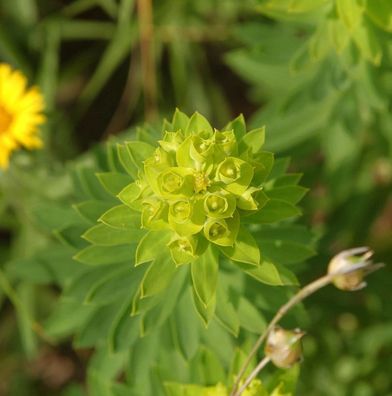 Nizza Wolfsmilch - Euphorbia nicaeensis