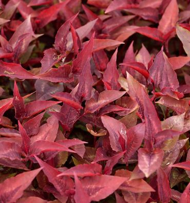 Knöterich Dragons Eye - Persicaria microcephala