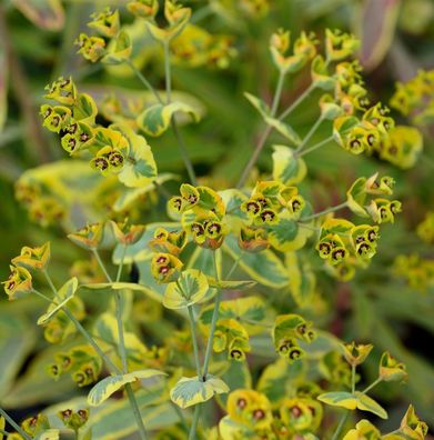 Palisaden Wolfsmilch Blue Wonder - Euphorbia characias