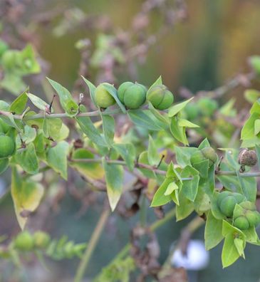 Kreuzblättrige Wolfsmilch - Euphorbia lathyris