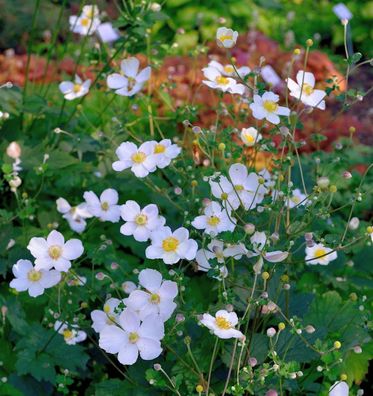Japanische Herbstanemone Alba - Anemone hupehensis