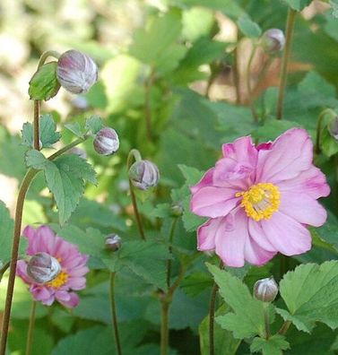 Herbstanemone Rotkäppchen - Anemone japonica