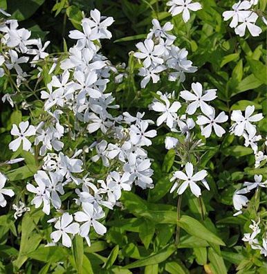 Niedrige Flammenblume White Perfume - Phlox divaricata