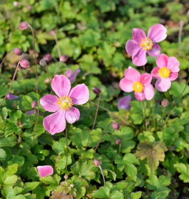 Japanische Herbstanemone Hadspen Abundance - Anemone hupehensis