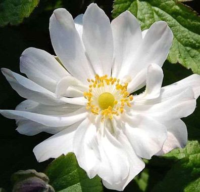 Herbstanemone Andrea Atkinson - Anemone japonica