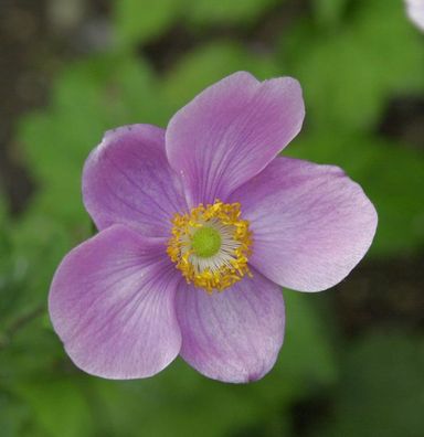 Herbstanemone Rosenschale - Anemone japonica