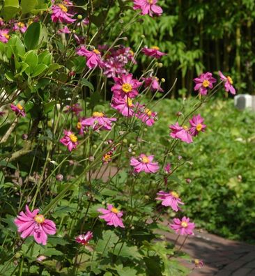 Herbstanemone Prinz Heinrich - Anemone japonica