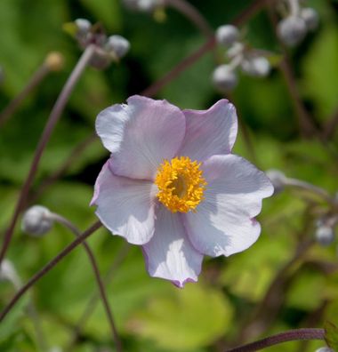 Japanische Herbstanemone Septembercharm - Anemone hupehensis