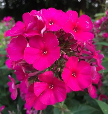 Hohe Flammenblume Kirchenfürst - Phlox Paniculata