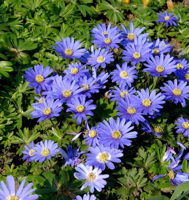 Balkanwindröschen - Anemone blanda
