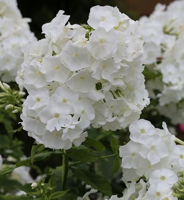 Hohe Flammenblume Younique White - Phlox paniculata