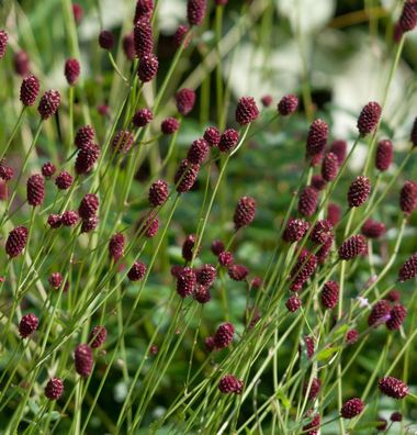 Großer Wiesenknopf - Sanguisorba officinalis