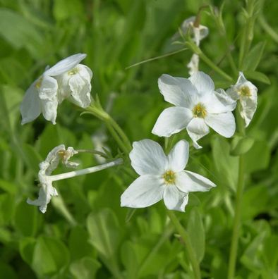 Wilder Phlox Ariane - Phlox stolonifera