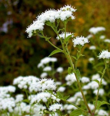 Wasserdost Ivory Towers - Eupatorium fistulosum