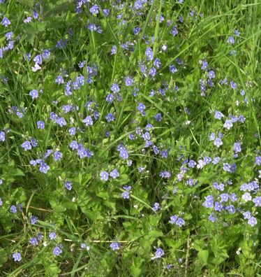 Zwerg-Polster-Ehrenpreis - Veronica liwanensis