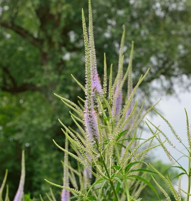 Virginischer Riesen Ehrenpreis Cupid - Veronicastrum virginicum