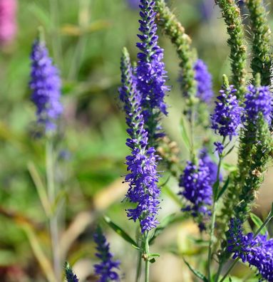 Polsterveronika Ulster Blue Dwarf - Veronica spicata