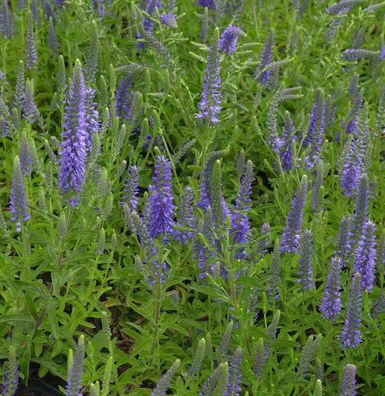 Polsterveronika Blauteppich - Veronica spicata