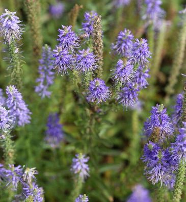 Polsterveronika Blaufuchs - Veronica spicata