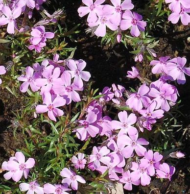 Niedrige Flammenblume Ronsdorfer Schöne - Phlox subulata