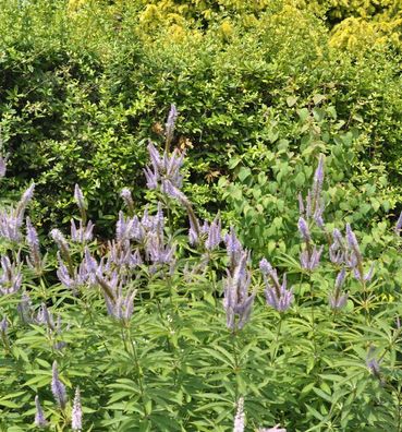Virginischer Riesen Ehrenpreis Roseum - Veronicastrum virginicum