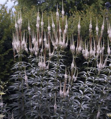 Virginischer Riesen Ehrenpreis Album - Veronicastrum virginicum
