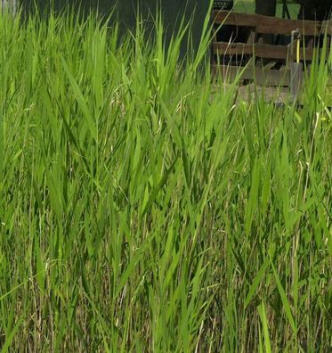 Schilfrohr - Phragmites australis