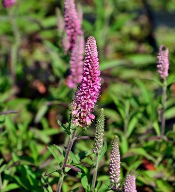Polsterveronika Heidekind - Veronica spicta