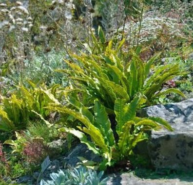 Hirschzungenfarn Cristatum - Asplenium scolopendrium