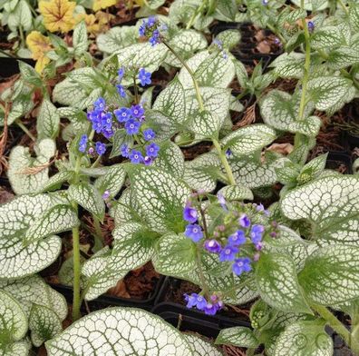 Kaukasus Vergißmeinnicht Sea Heart - Brunnera macrophylla