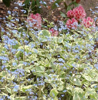 Kaukasus Vergißmeinnicht Hadspen Cream - Brunnera macrophylla