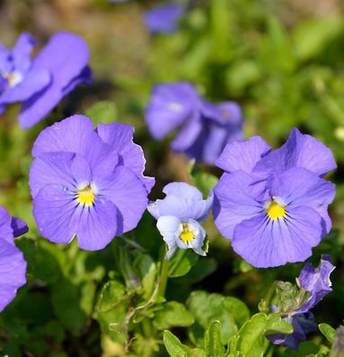 Hornveilchen Wisley White - Viola cornuta