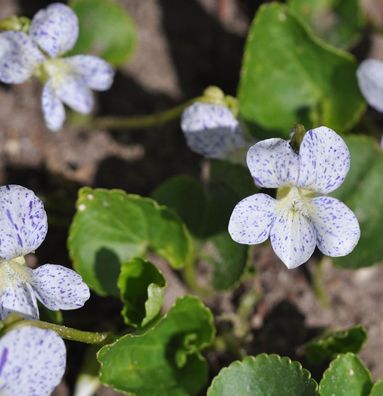Pfingst Veilchen Freckles - Viola sororia