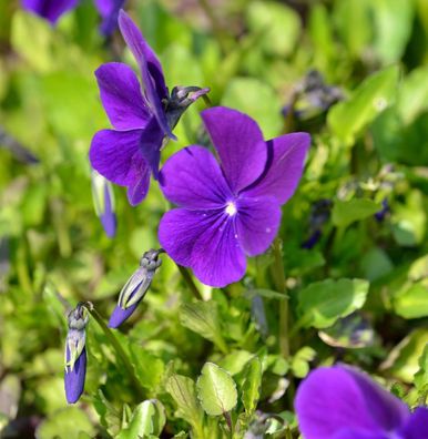 Hornveilchen Hansa - Viola cornuta
