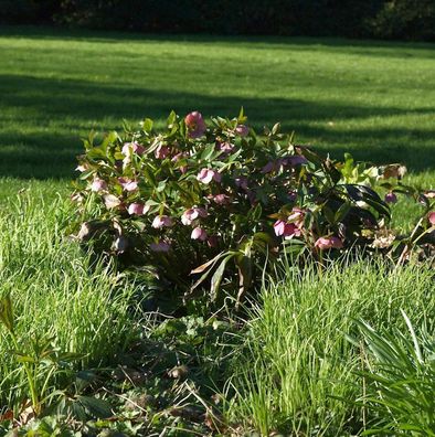 Christrose Lenzrose Red Spotted Lady - Helleborus orientalis