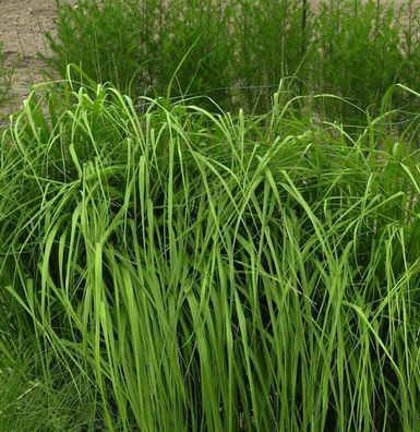 Riesen Pfeifengras Karl Foerster - großer Topf - Molinia arundinacea