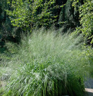 Riesen Pfeifengras Transparent - Molinia arundinacea
