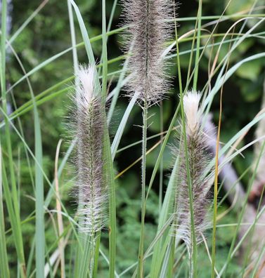 Lampenputzergras Herbstfreude - großer Topf - Pennisetum alopecuroides