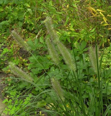 Federborstengras National Arboretum - großer Topf - Pennisetum alopecuroides