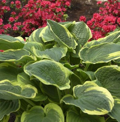 Funkie Autumn Frost - großer Topf - Hosta cultorum