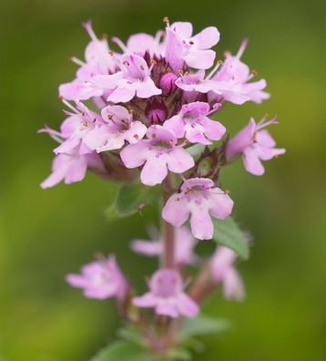 Zitronenquendel Elfin - Thymus praecox