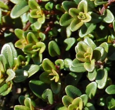 Echter Zitronen Thymian Aureus - Thymus citriodorus