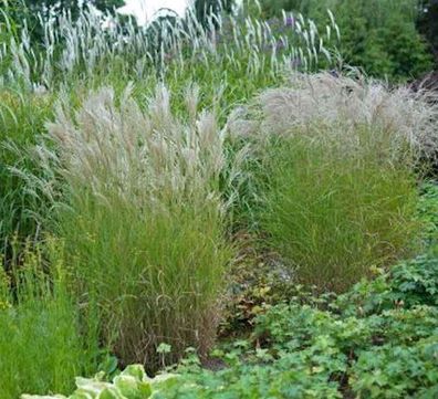 Chinaschilf Ferner Osten - Miscanthus sinensis